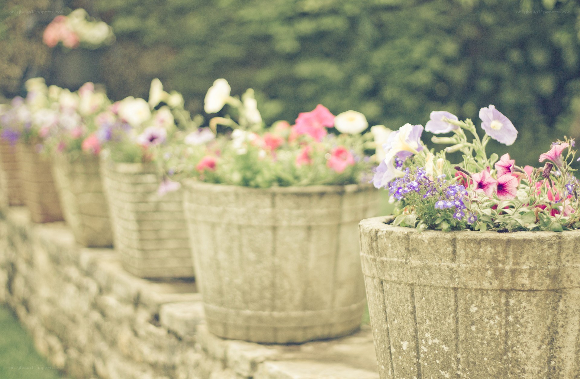 Flower pots in a garden