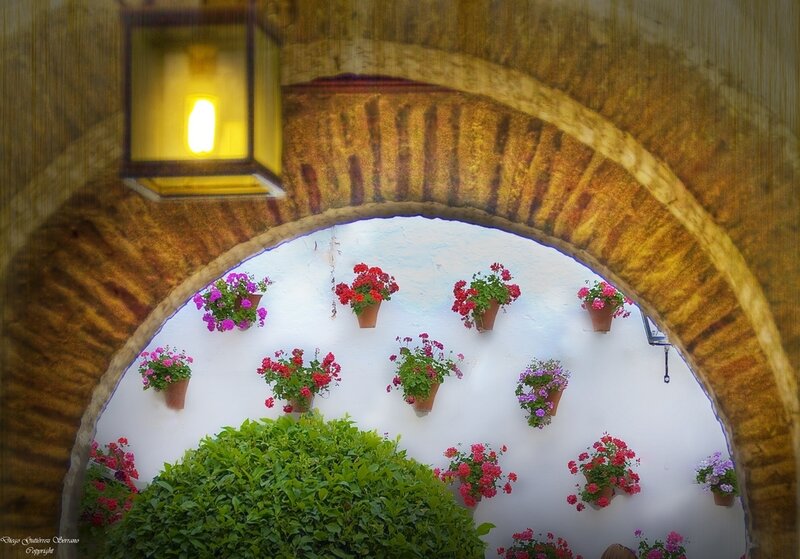 Flower Pots in Archway