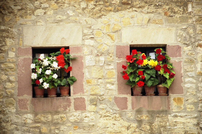 Flower Pots in Window