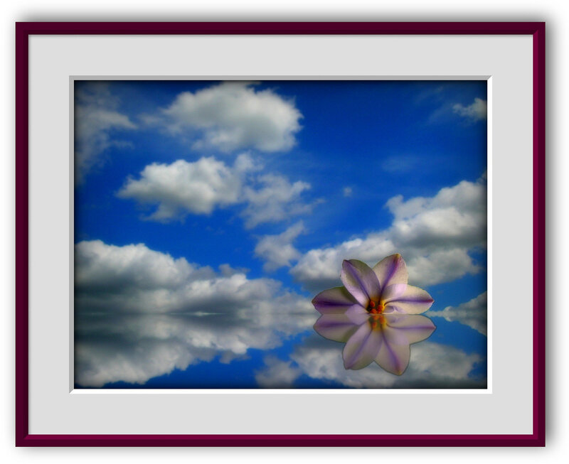 flower reflection in sky