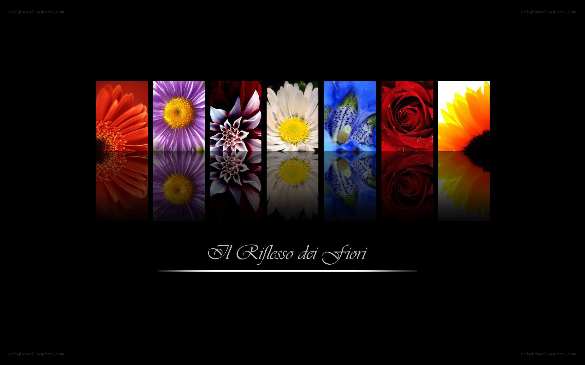 Flower Reflections Collage
