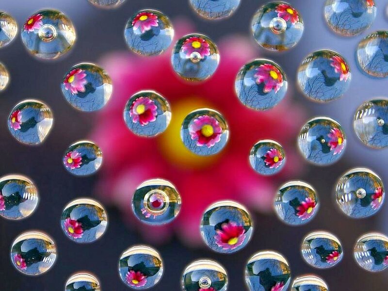 Flower Reflections in Water Droplets — Pink, Calm