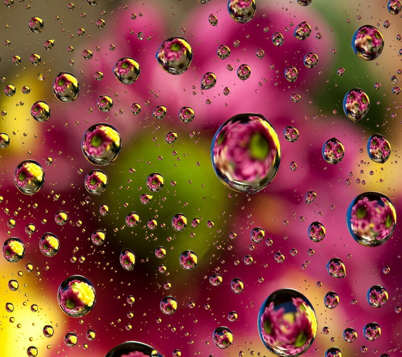 Flower Reflections in Water Droplets — Pink