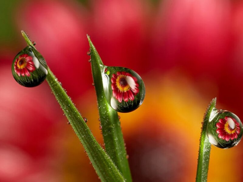 Flower Reflections in Water Droplets