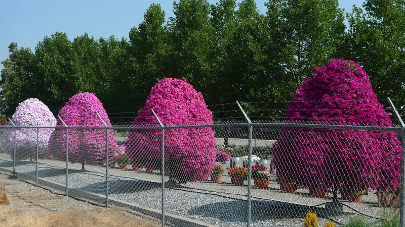 Flower sculptures behind fence