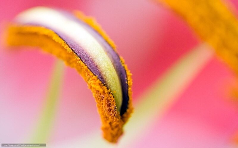 Flower Stamen Close-up — Pink