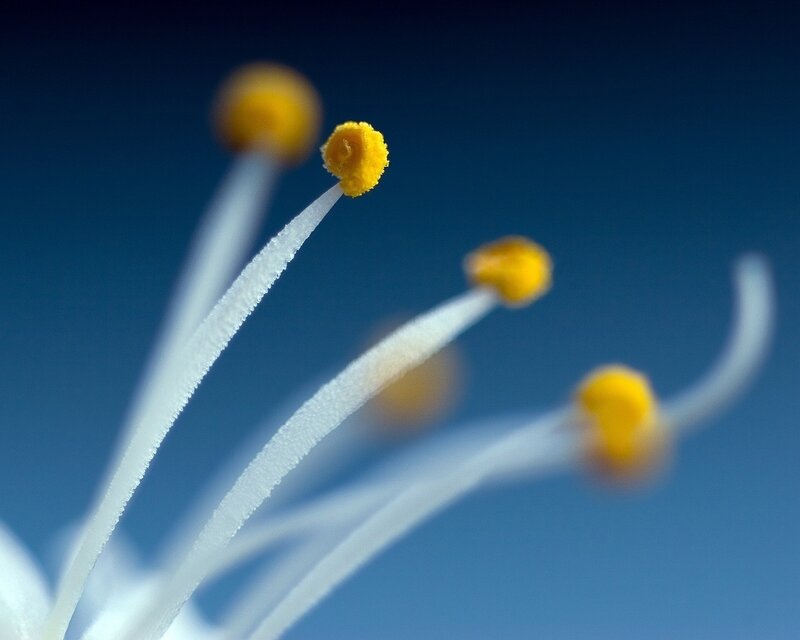 Flower Stamen Close-up — Yellow, Serene