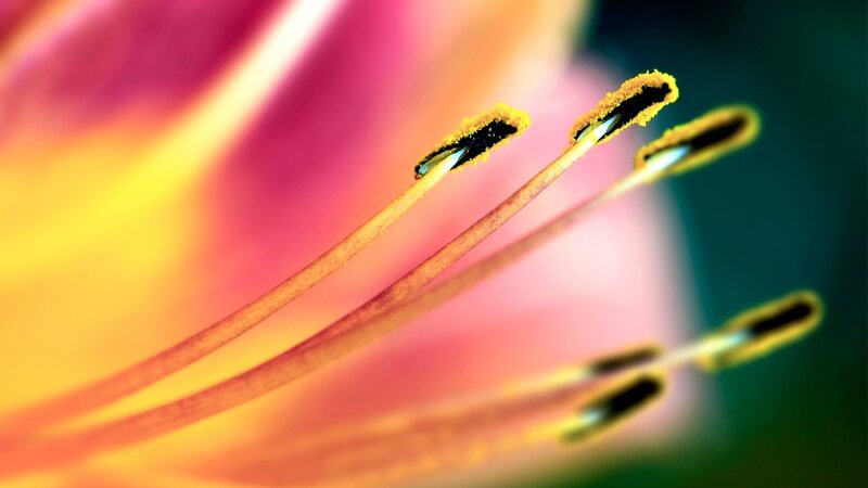 Flower Stamen Close-up — Yellow