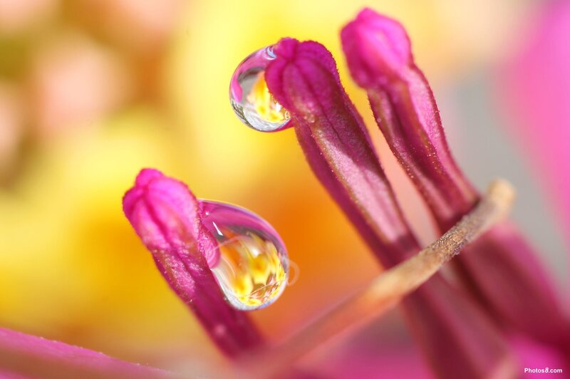 Flower Stamen with Water Droplets