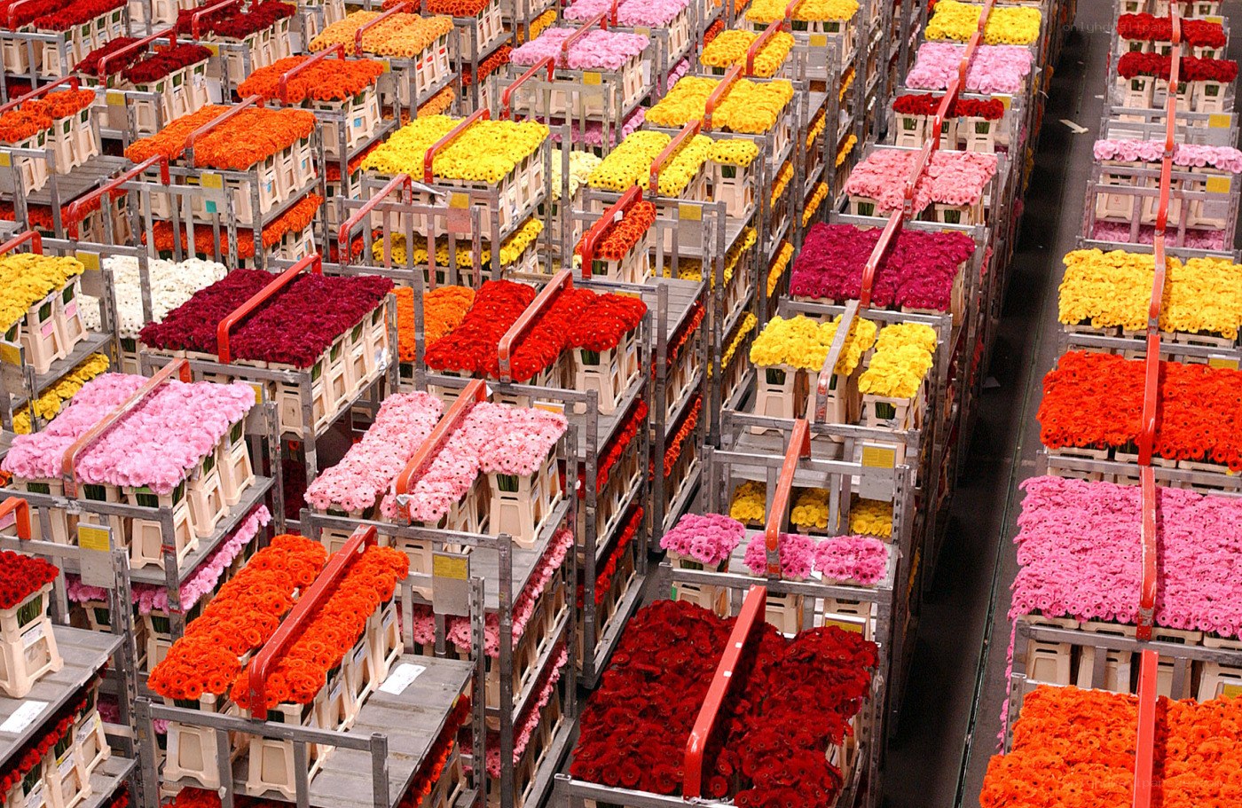 Flower storage racks in warehouse