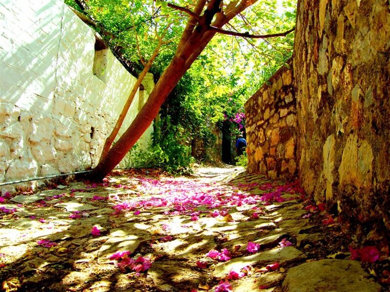 flower-strewn alleyway path
