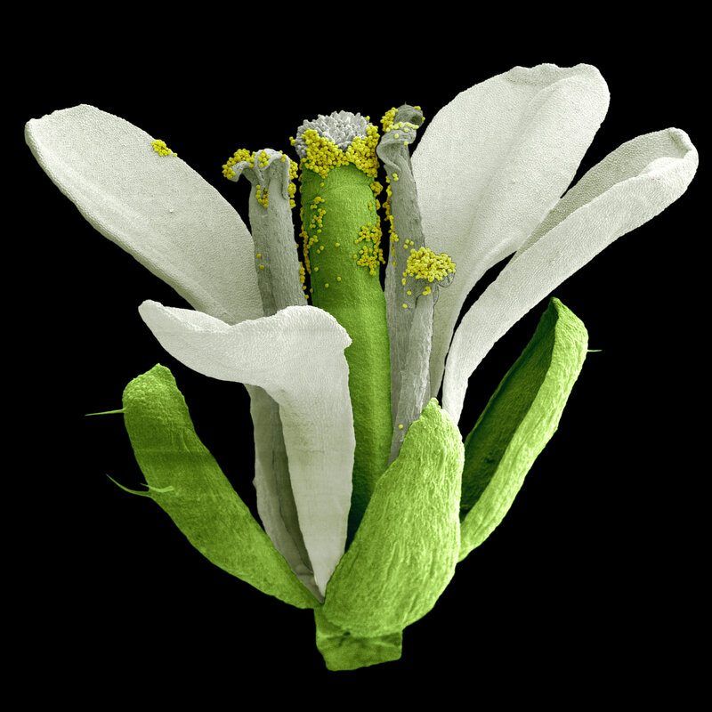 flower structure under microscope