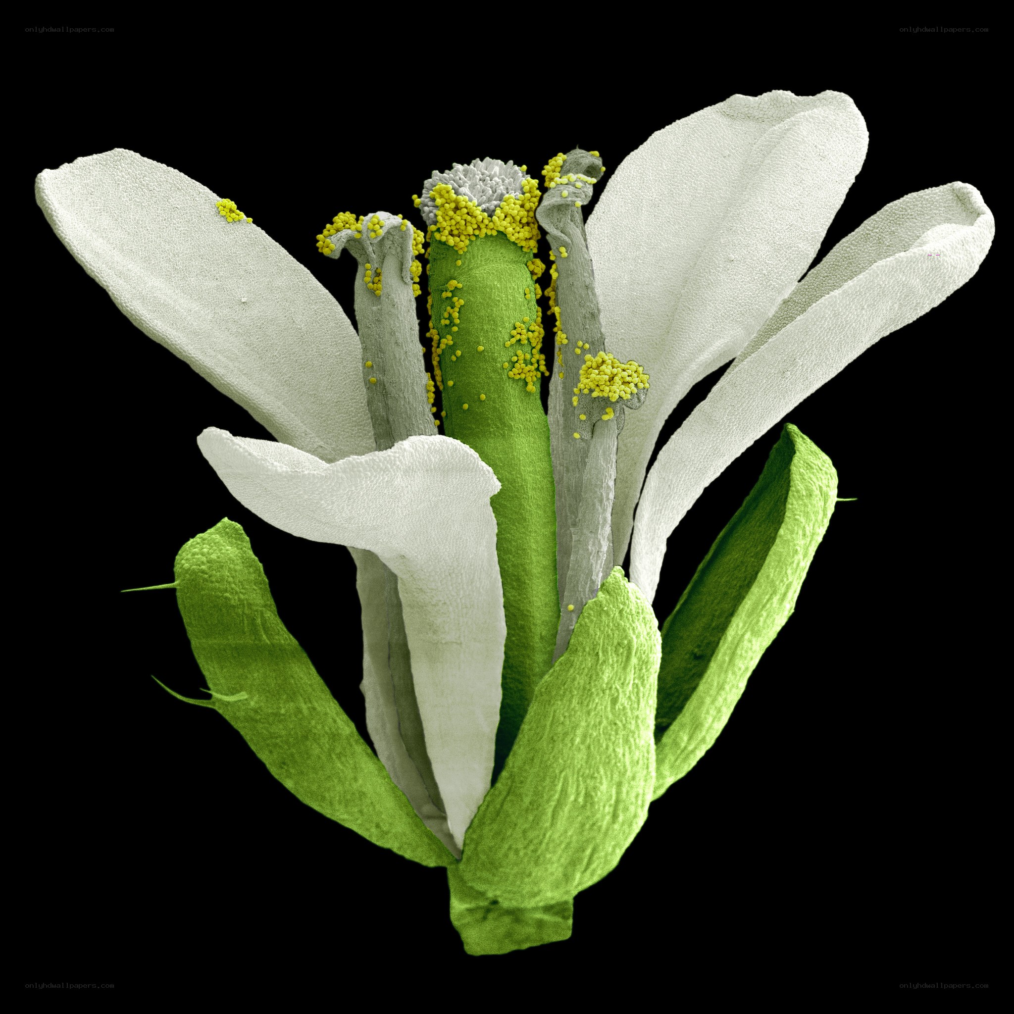 flower structure under microscope