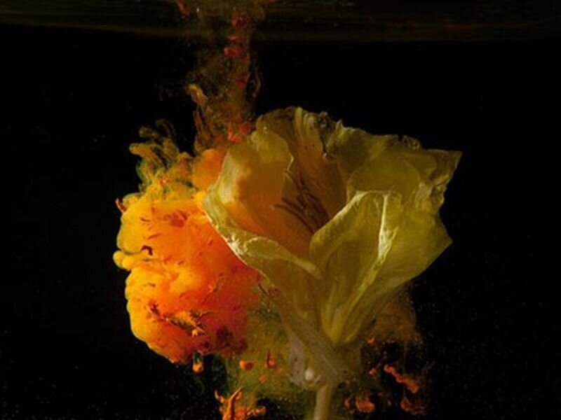 Flower Underwater