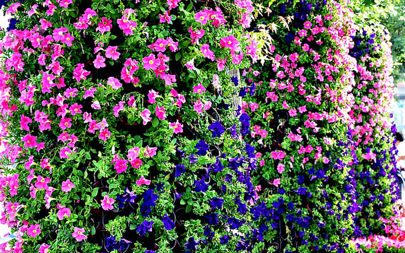 Flower Wall with Petunias
