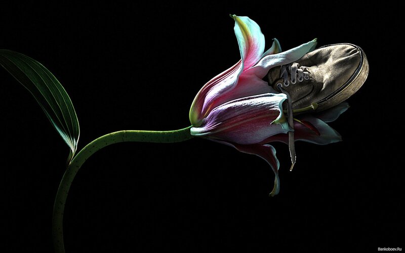 Flower with a shoe