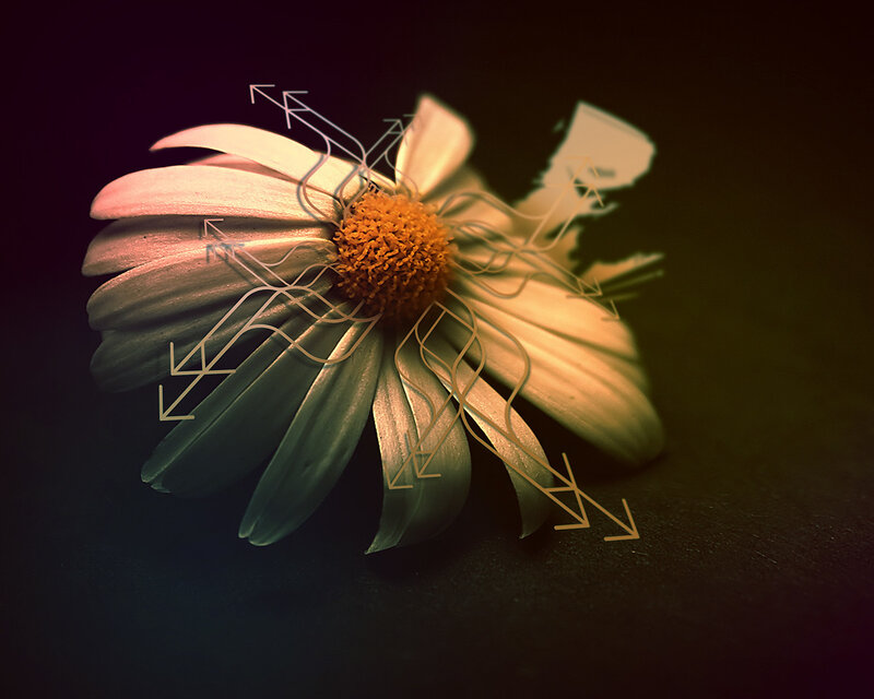 Flower with abstract lines