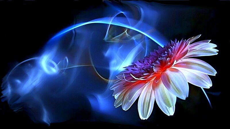 Flower with Blue Light