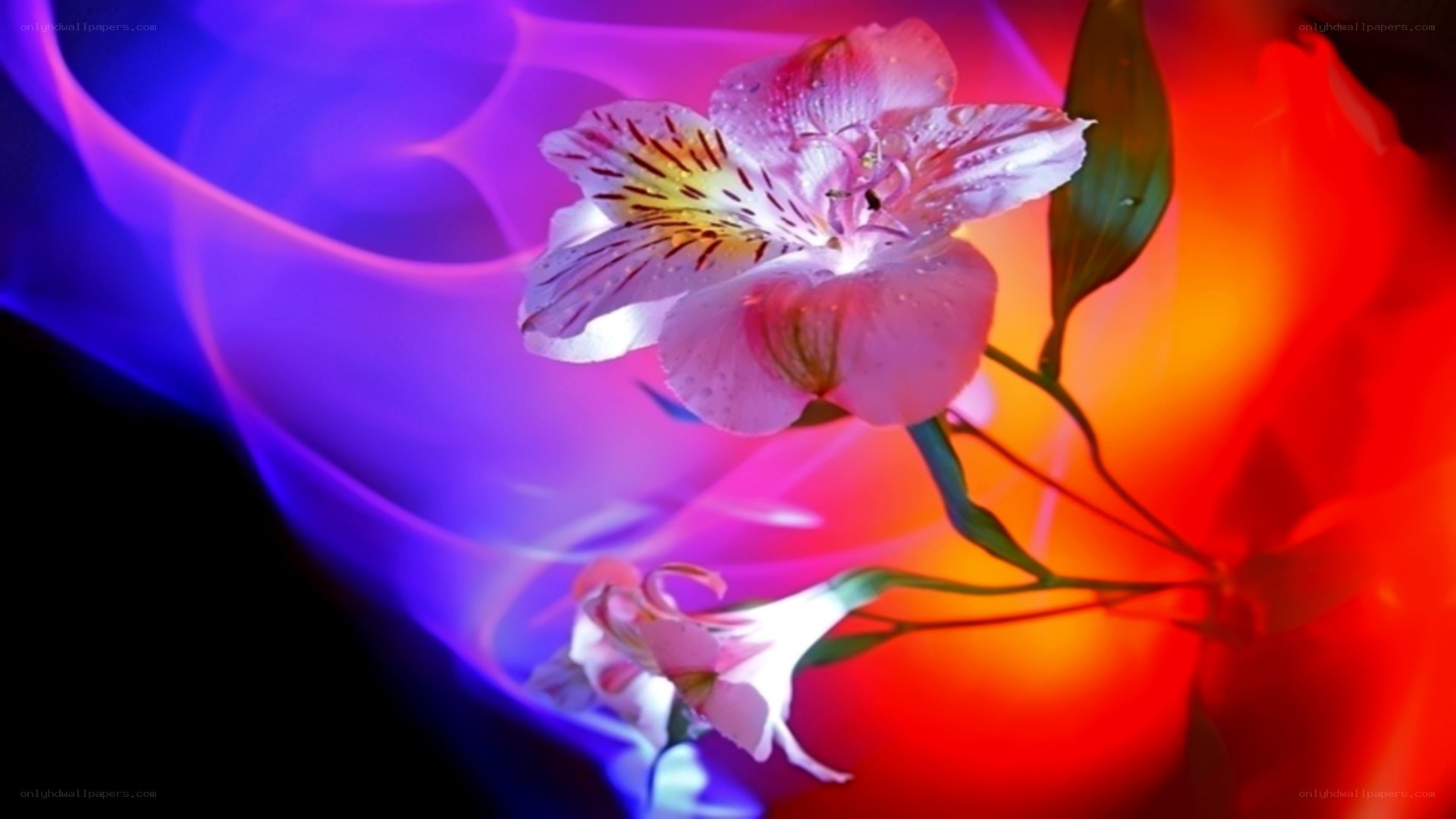 Flower with colorful background