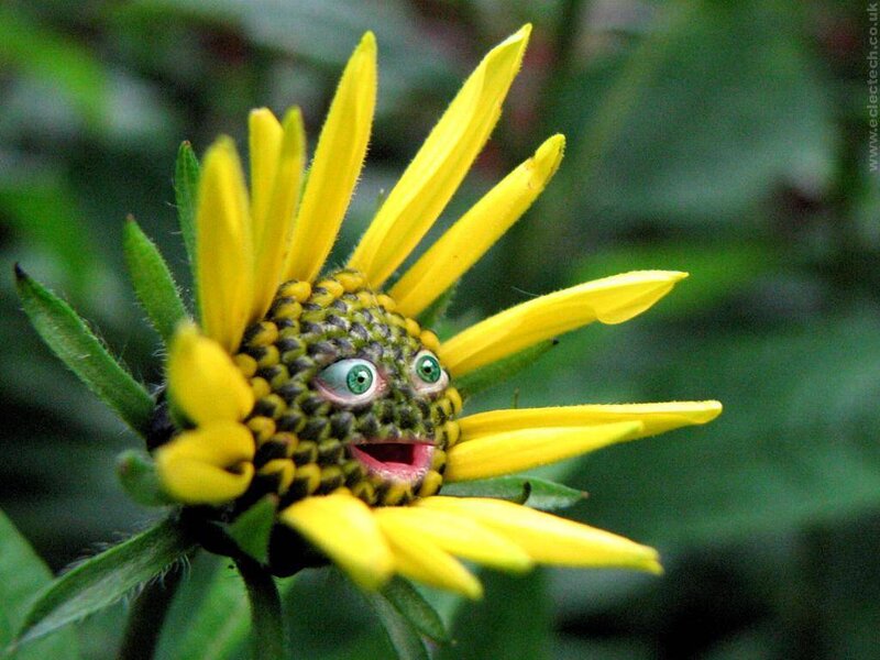 flower with face added