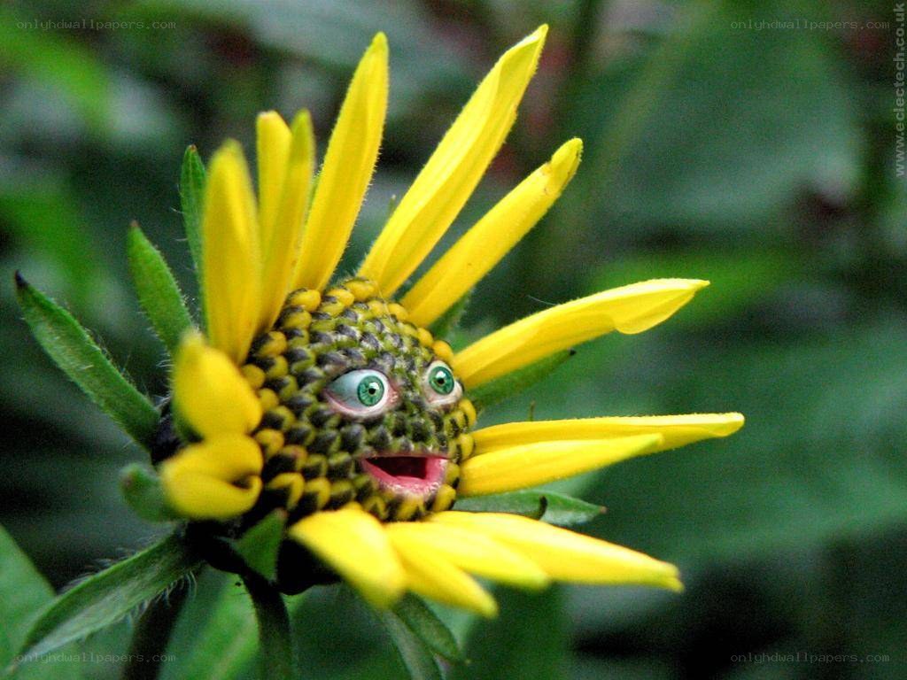 flower with face added