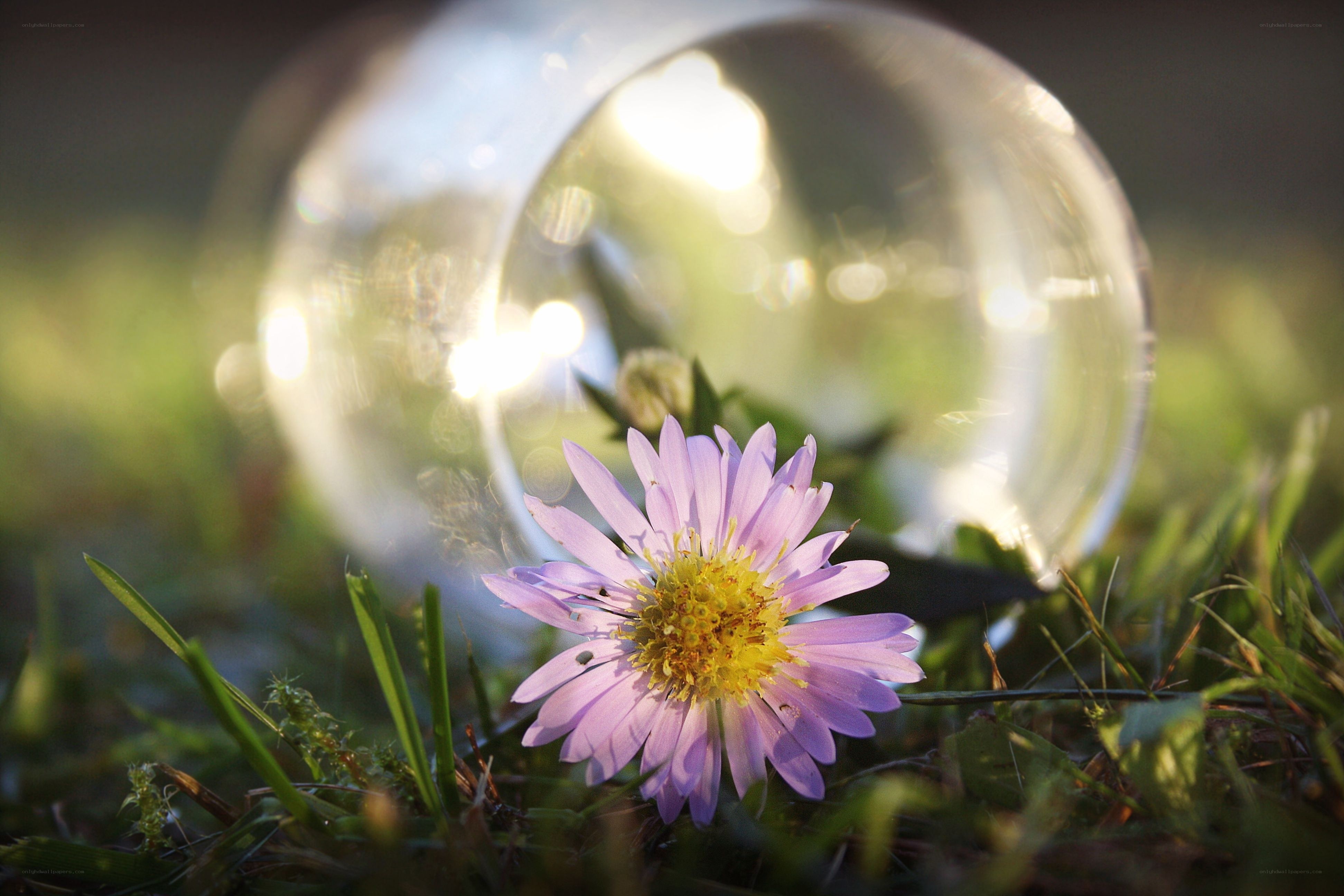 flower with glass ball