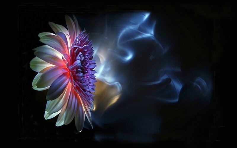 Flower with glowing light effect