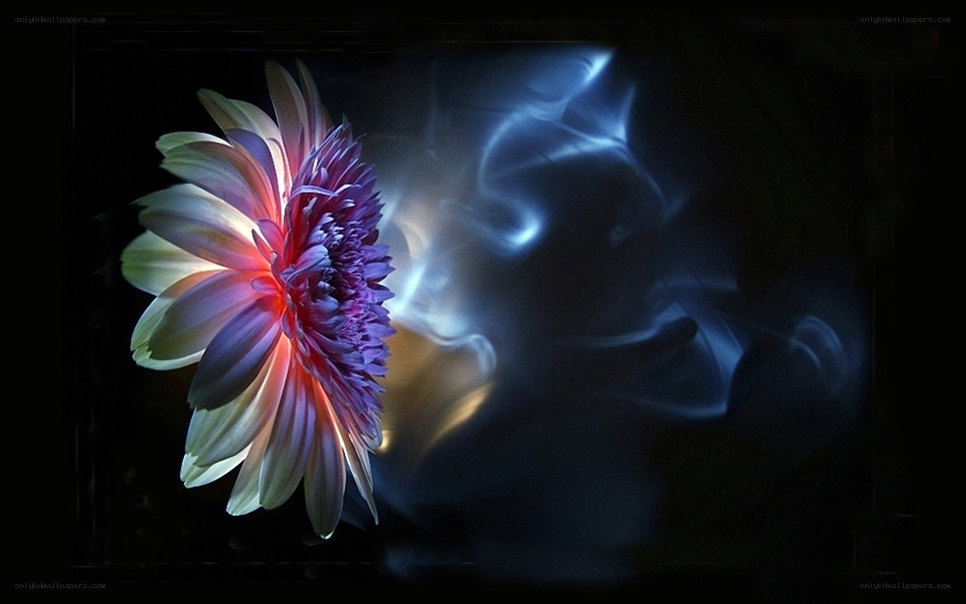 Flower with glowing light effect