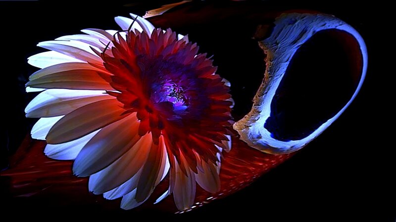 Flower with glowing petals