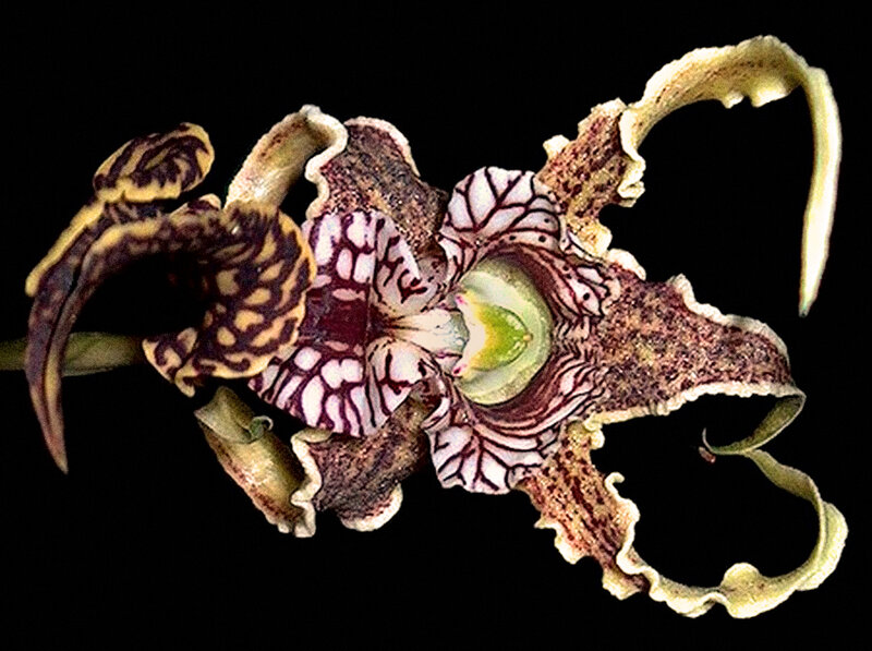 Flower with Intricate Patterns