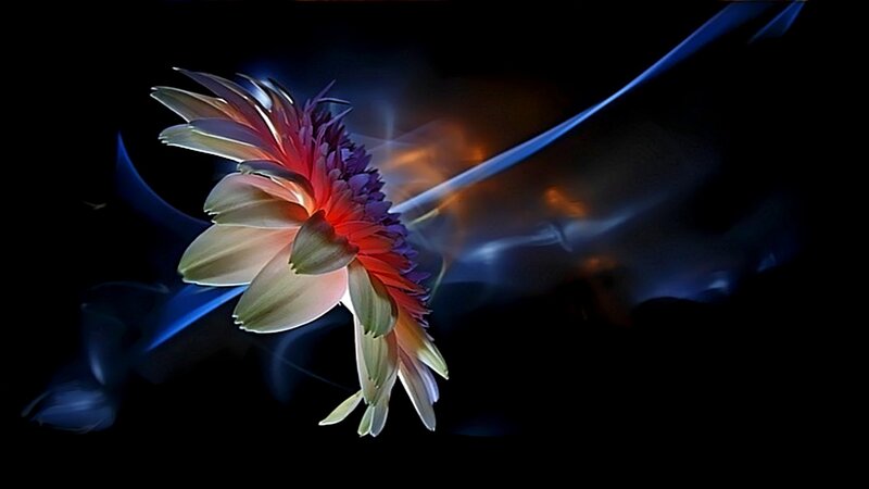 Flower with light streaks