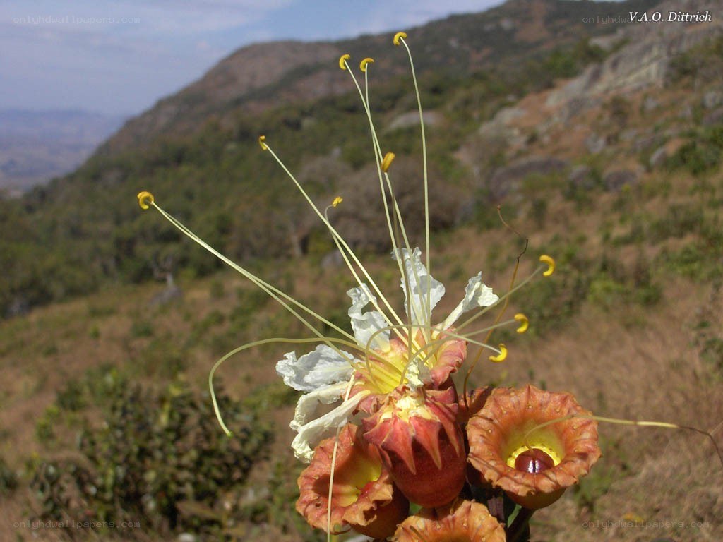 Flower with long stamens