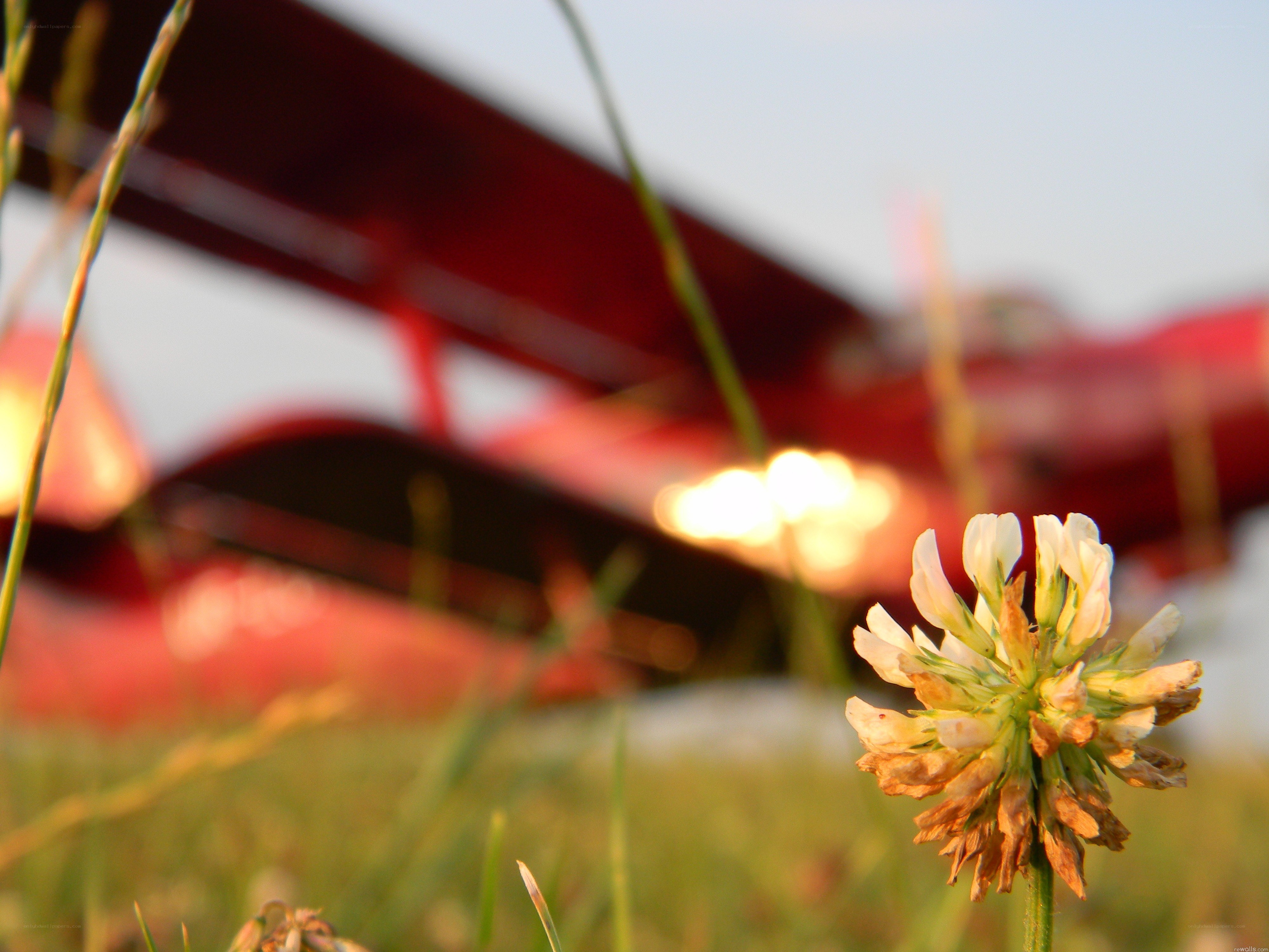 flower with red aircraft in background