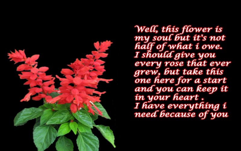 flower with romantic quote