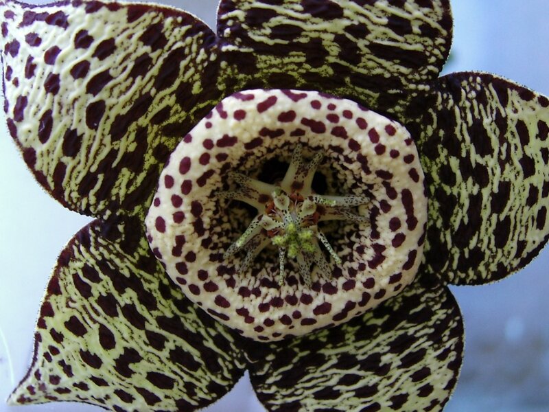Flower with Spotted Petals — Brown
