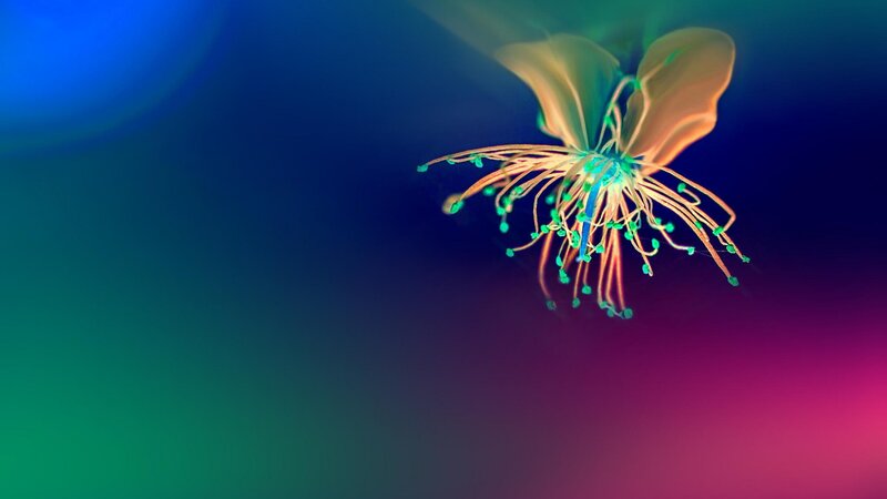Flower with Stamens