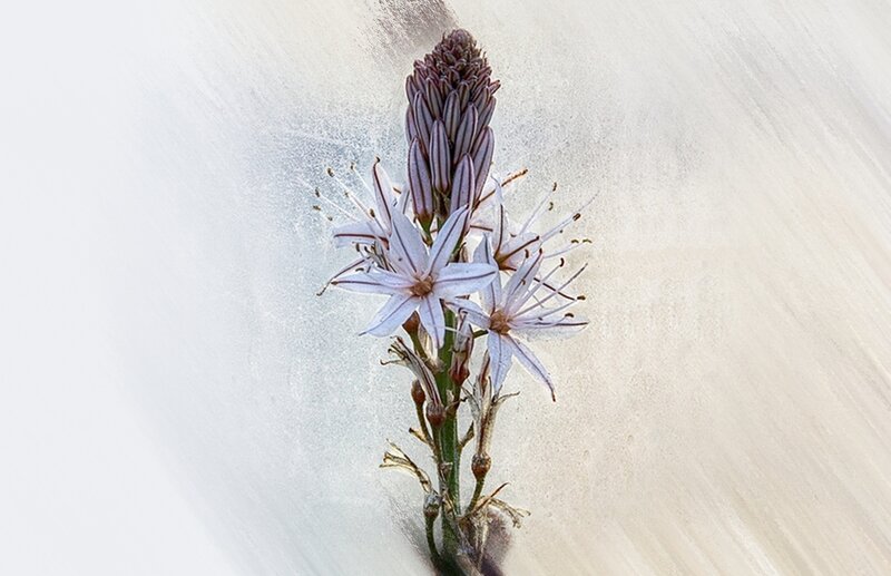 Flower with Striped Buds