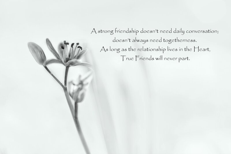 Flower with Text