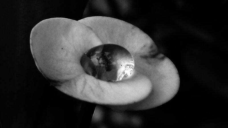 Flower with Water Droplet — Black