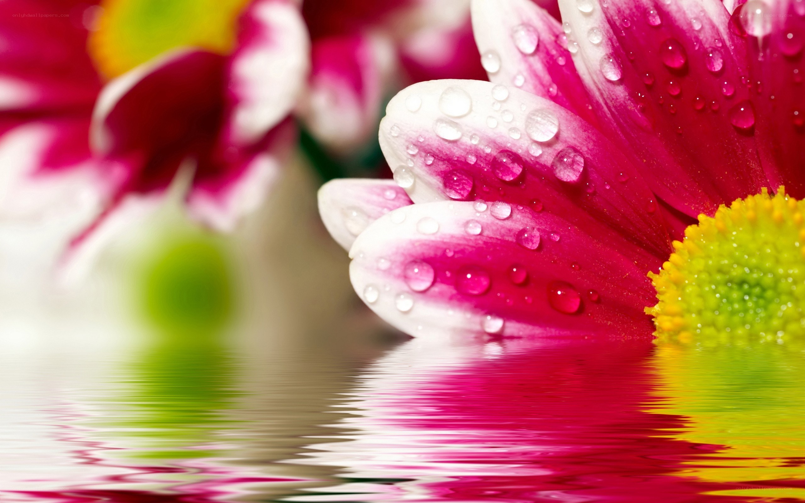 flower with water droplets