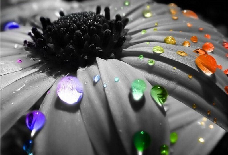 Flower with Water Droplets — Black, Dramatic