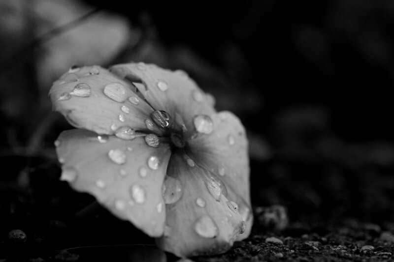 Flower with Water Droplets — Black, Serene