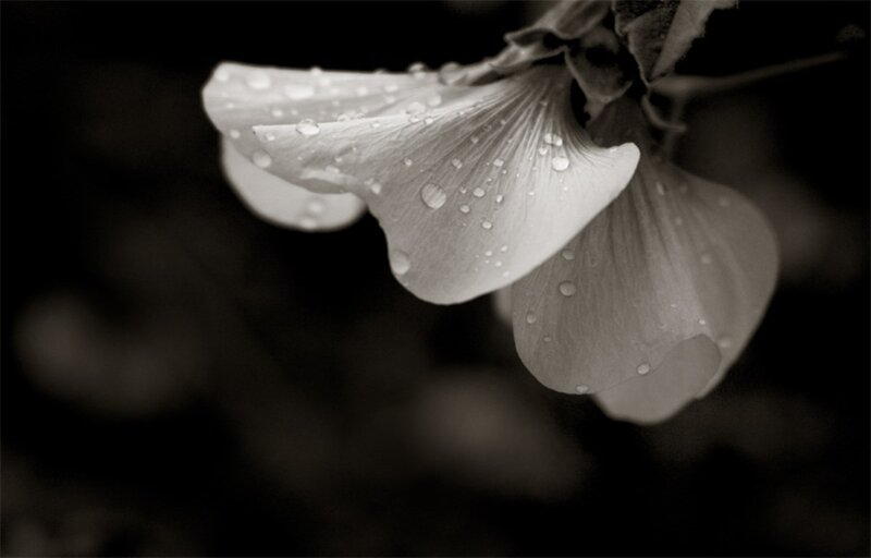 Flower with Water Droplets — Black