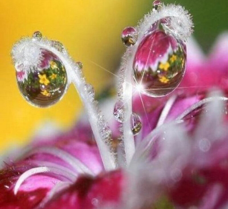 Flower with Water Droplets — Pink
