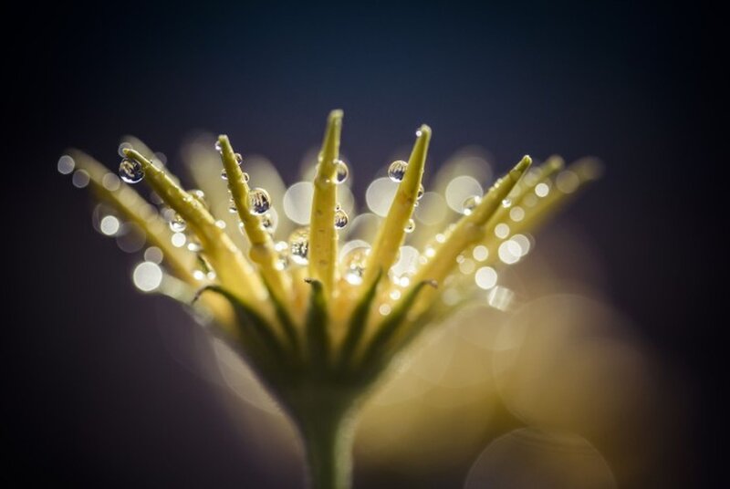 Flower with Water Droplets — Yellow, Dramatic