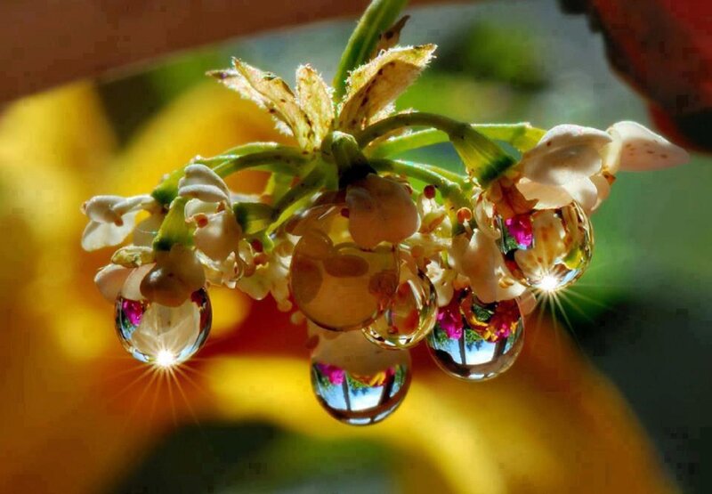 Flower with Water Droplets — Yellow