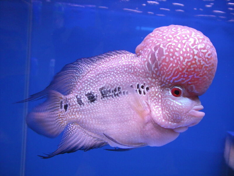 Flowerhorn Cichlid Fish