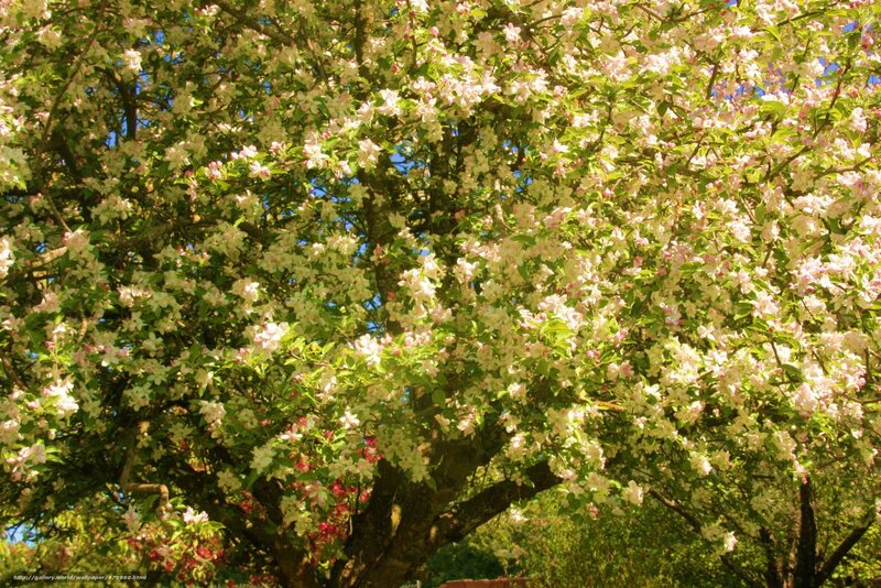 Flowering Apple Tree