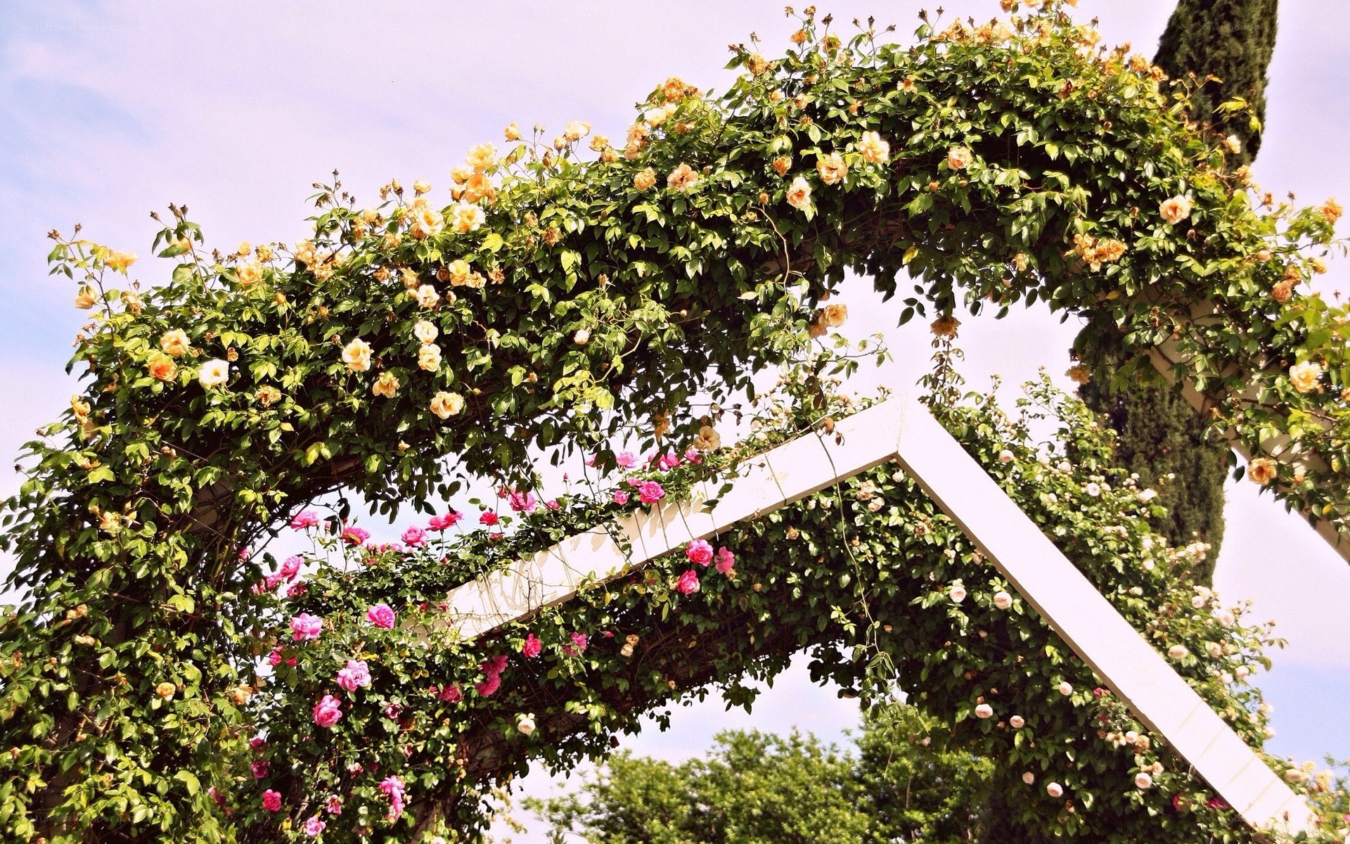 flowering arch in a garden