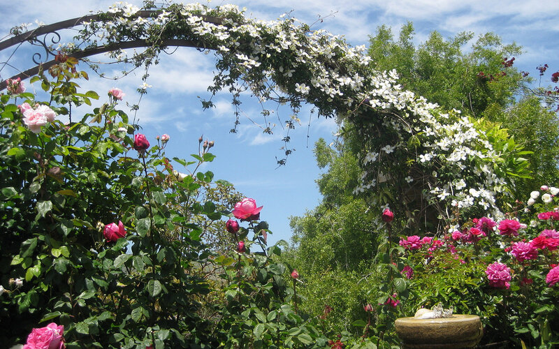 Flowering Arch in Garden